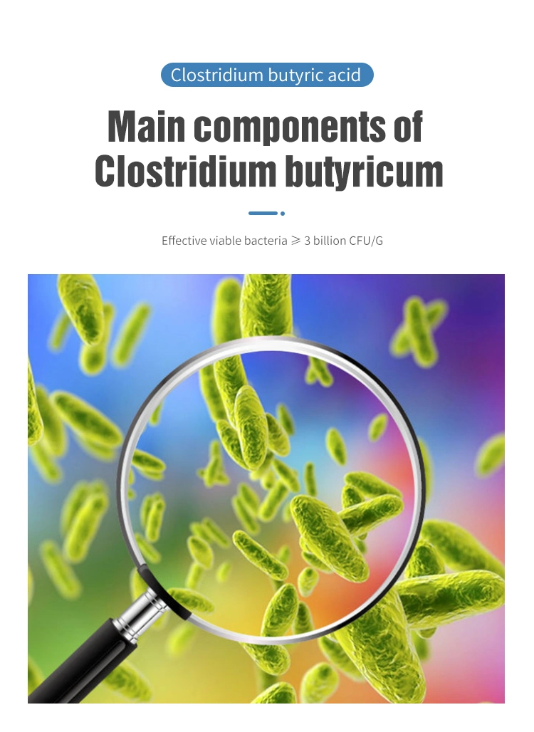 Clostridium Butyricum Feed Additive for Aquaculture Bacillus Probiotics