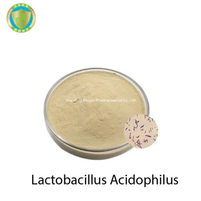 Probiotici alimentari all'ingrosso Lactobacillus Acidophilus